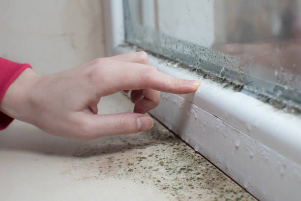 Dixon Lane Meadow Creek, CA Mold Removal Company